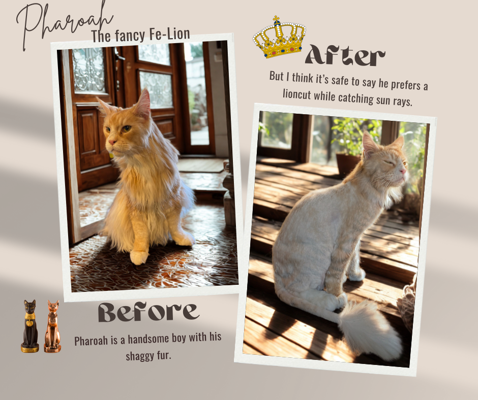 before and afters (1)