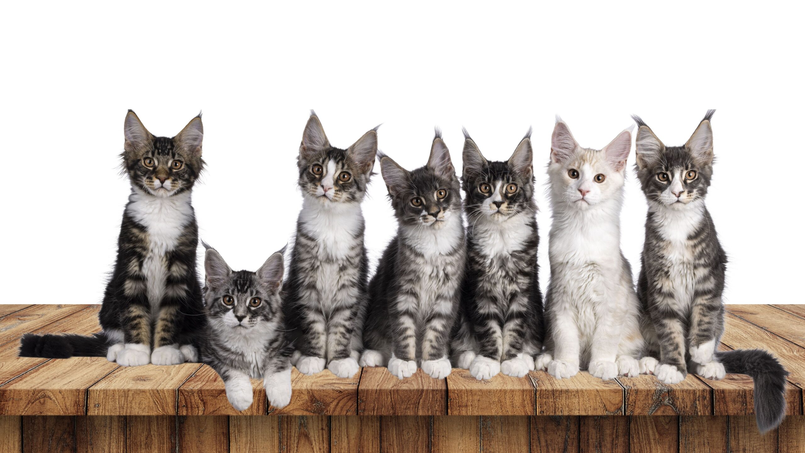 beautifying kitties, one paw at a time facebook cover (12)